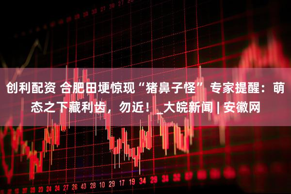 创利配资 合肥田埂惊现“猪鼻子怪” 专家提醒：萌态之下藏利齿，勿近！_大皖新闻 | 安徽网